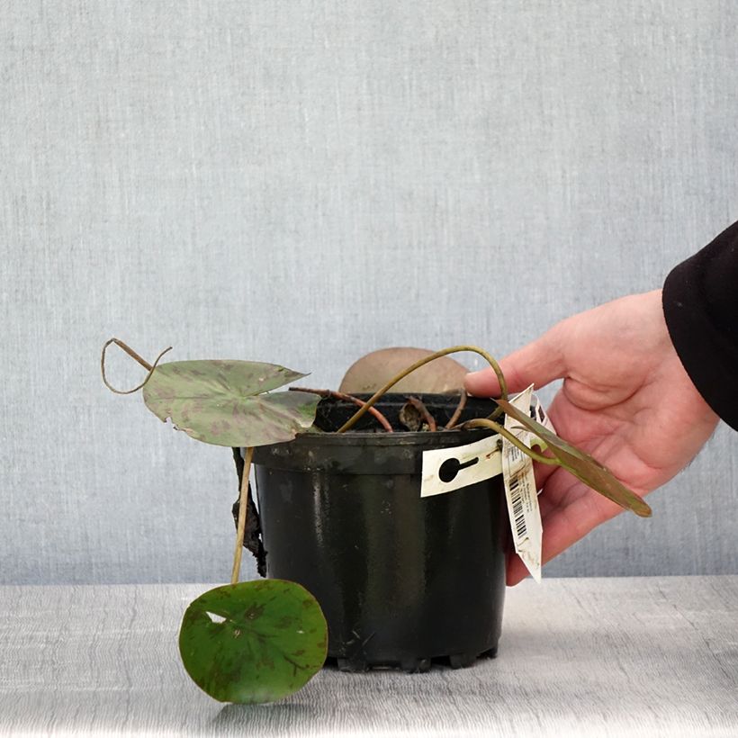 Nenúfar Denver - Nymphaea Maceta 1,5L/2L Ejemplar entregado en la primavera