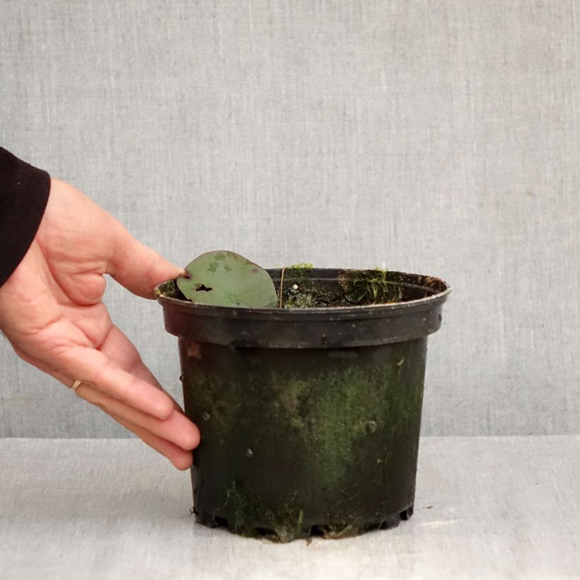 Ejemplar de Nenúfar Double Yellow - Nymphaea Maceta 1,5L/2L entregado en otoño