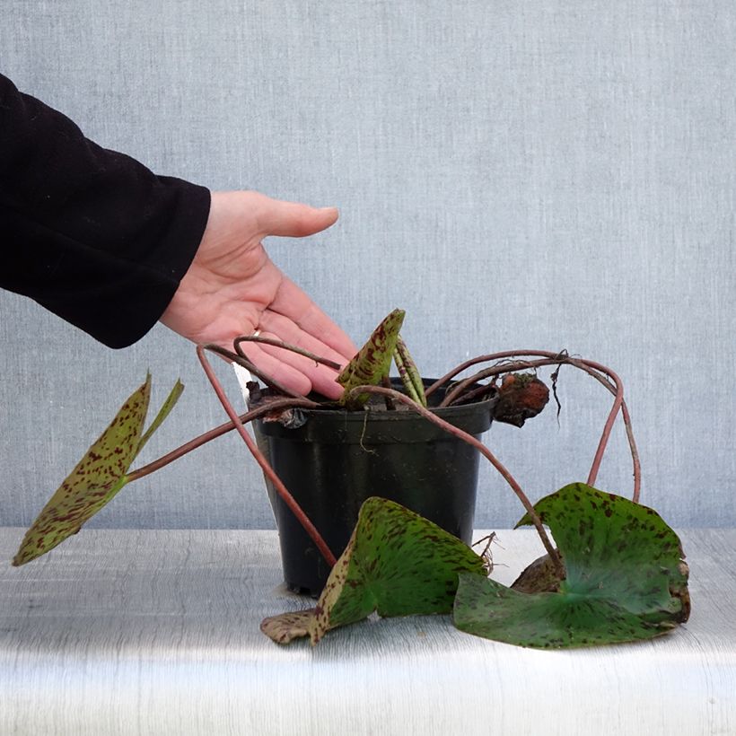 Nenúfar Double Yellow - Nymphaea Maceta 1,5L/2L Ejemplar entregado en la primavera