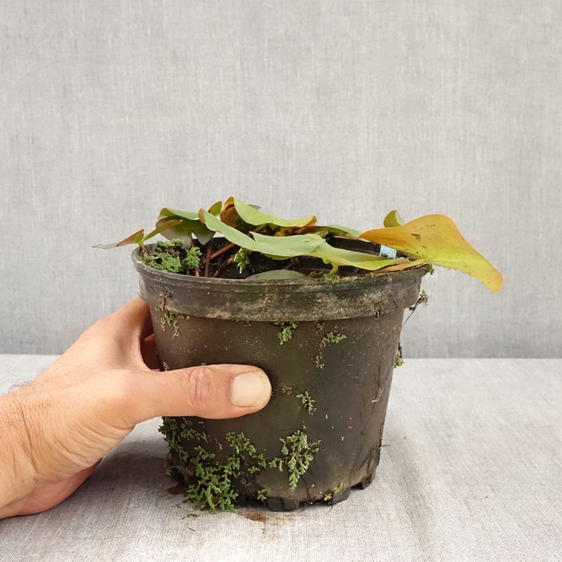 Ejemplar de Nenúfar Ellisiana - Nymphaea Maceta 1,5L/2L entregado en verano