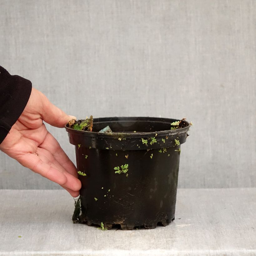 Ejemplar de Nenúfar Eros - Nymphaea Maceta 1,5L/2L entregado en otoño