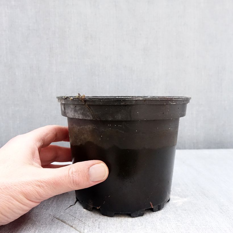 Nenúfar Eros - Nymphaea Maceta 1,5L/2L Ejemplar entregado en invierno