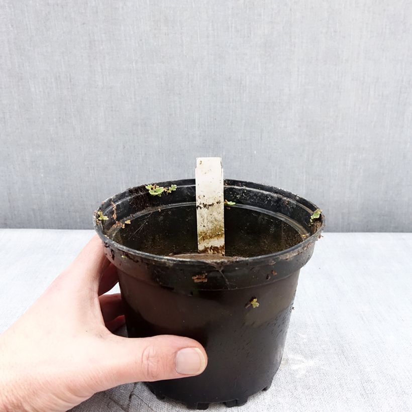 Nenúfar Escarboucle - Nymphaea Maceta 1,5L/2L Ejemplar entregado en invierno