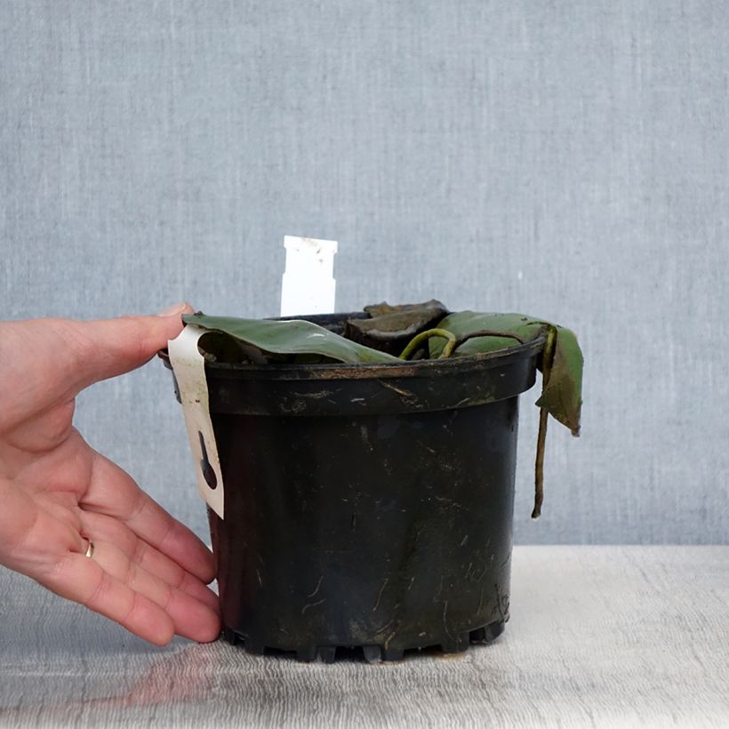 Nenúfar Eugenia de Lande - Nymphaea Maceta 1,5L/2L Ejemplar entregado en la primavera