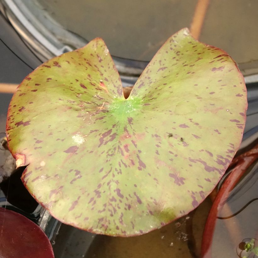 Nenúfar Fire Opal - Nymphaea (Follaje)