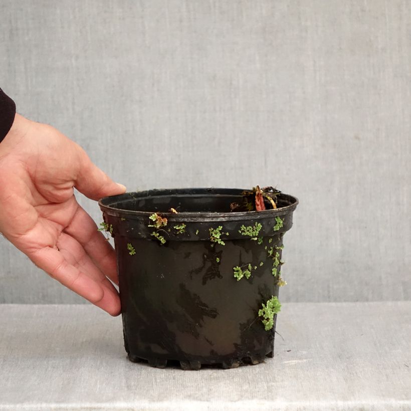 Ejemplar de Nenúfar Fire Opal - Nymphaea Maceta 1,5L/2L entregado en otoño
