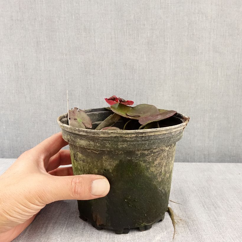 Ejemplar de Nenúfar Fire Opal - Nymphaea Maceta 1,5L/2L entregado en verano