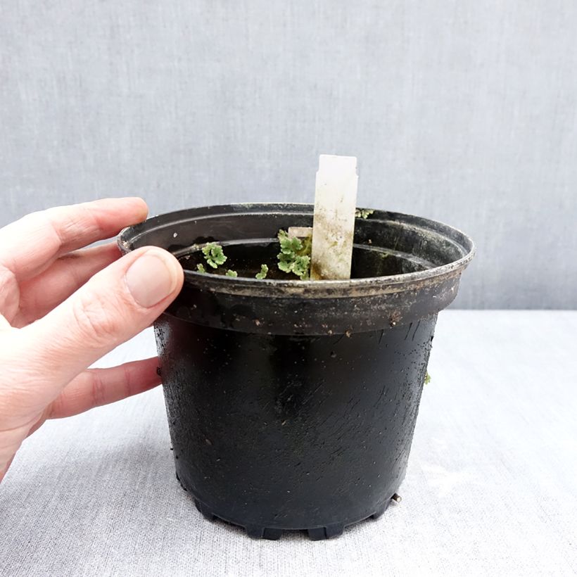 Nenúfar Fire Opal - Nymphaea Maceta 1,5L/2L Ejemplar entregado en invierno