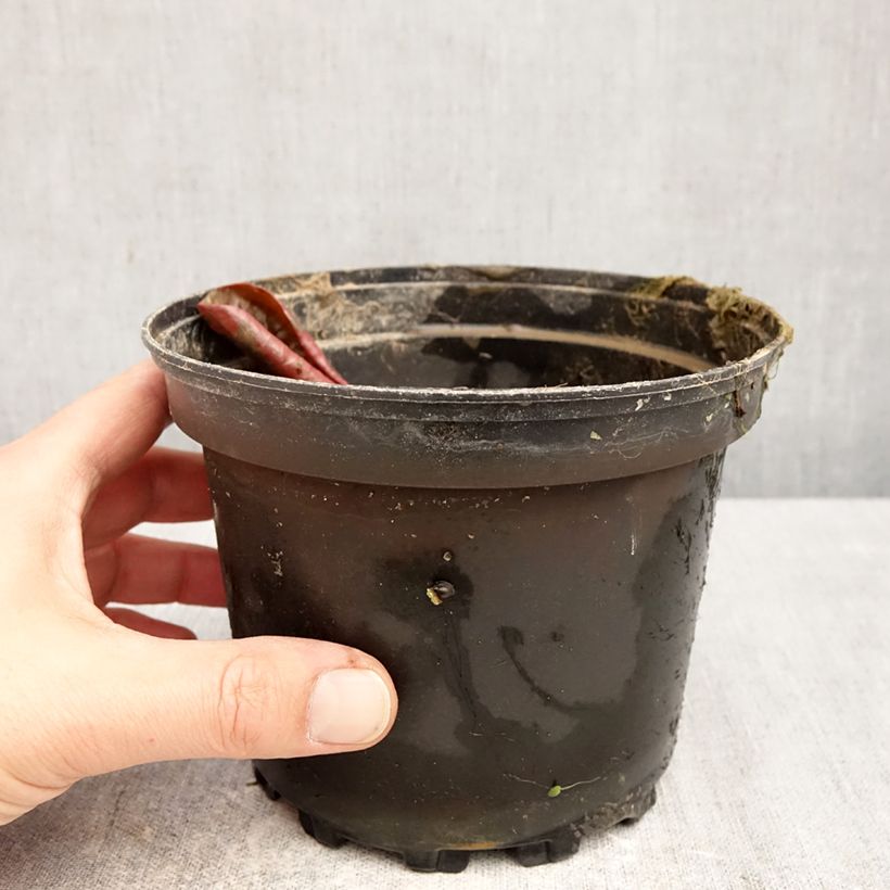 Nenúfar Fire Opal - Nymphaea Maceta 1,5L/2L Ejemplar entregado en la primavera