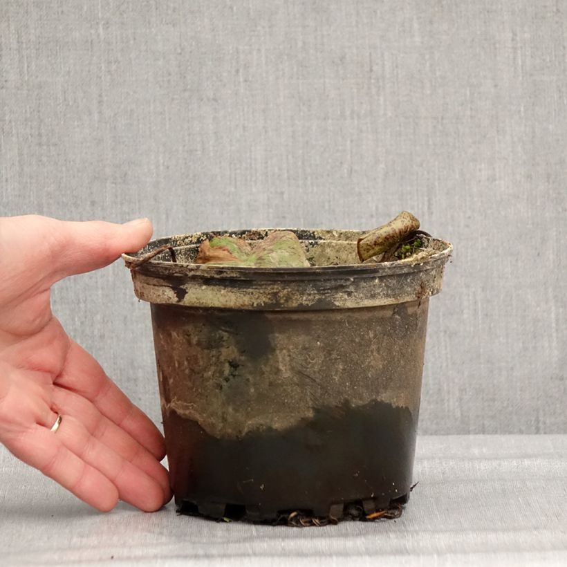 Nenúfar Florida Sunset - Nymphaea Maceta 1,5L/2L Ejemplar entregado en invierno