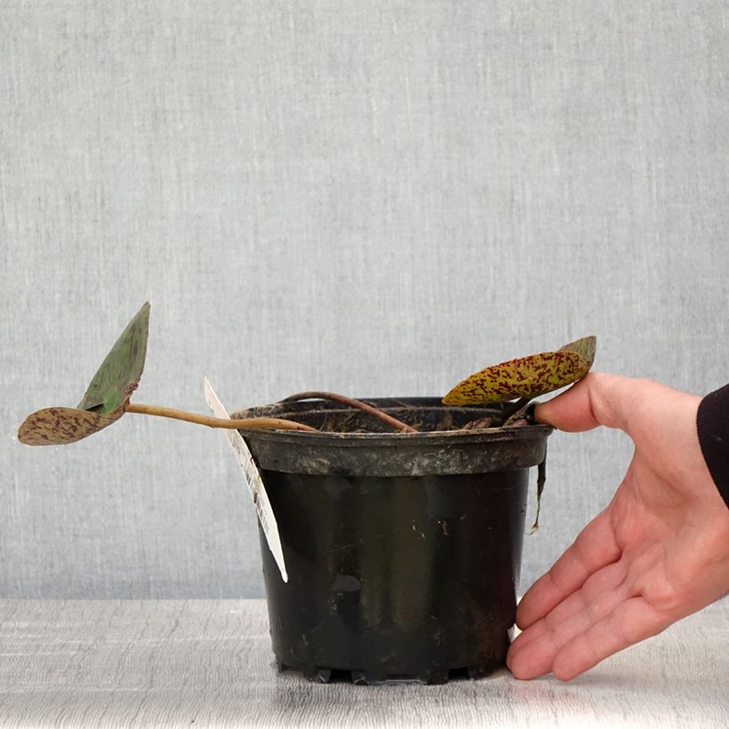 Nenúfar Florida Sunset - Nymphaea Maceta 1,5L/2L Ejemplar entregado en la primavera