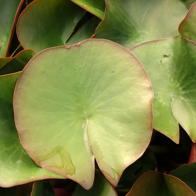 Nenúfar Froebelii - Nymphaea (Follaje)