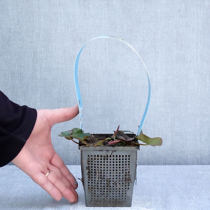 Nenúfar Gladstoniana - Nymphaea Maceta 1L/1,5L Ejemplar entregado en la primavera