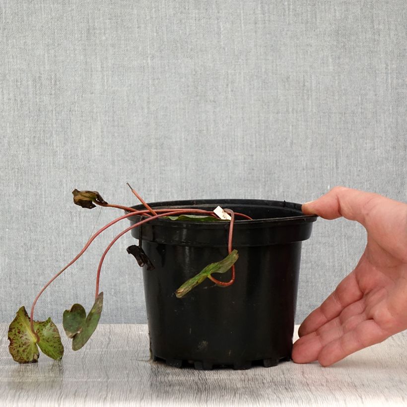 Nenúfar Graziella - Nymphaea Maceta 1,5L/2L Ejemplar entregado en la primavera
