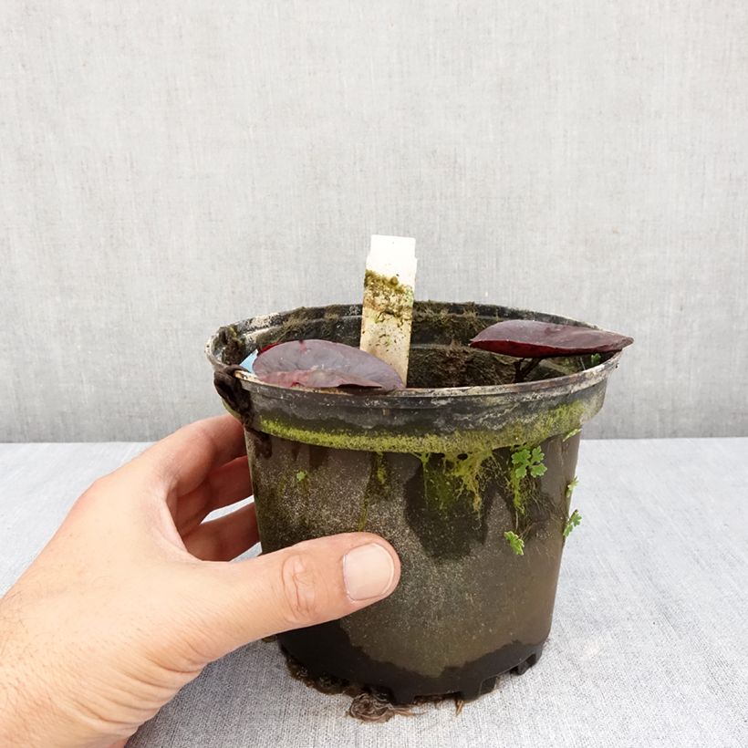 Ejemplar de Nenúfar Gregg's Orange Beauty - Nymphaea Maceta 1,5L/2L entregado en otoño