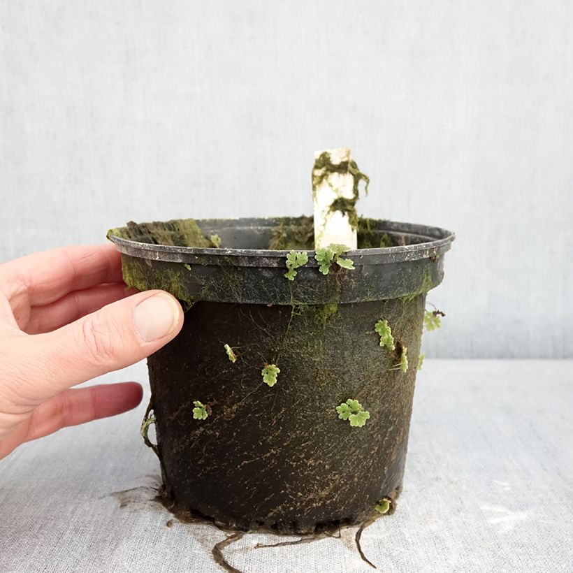 Nenúfar Gregg's Orange Beauty - Nymphaea Maceta 1,5L/2L Ejemplar entregado en invierno