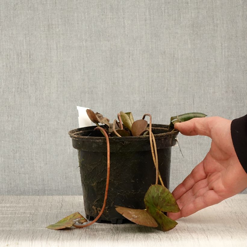 Nenúfar Gypsy - Nymphaea Maceta 1,5L/2L Ejemplar entregado en la primavera