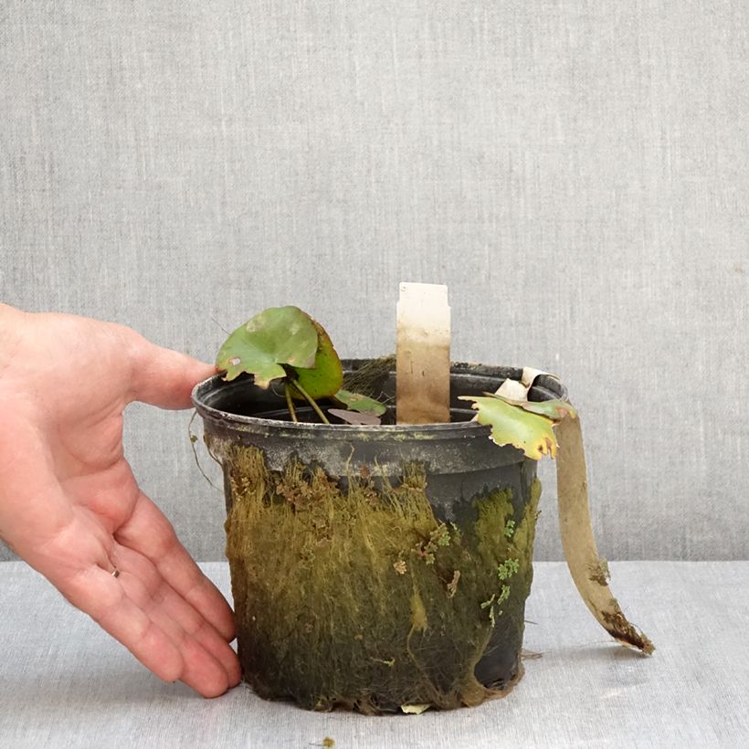 Ejemplar de Nenúfar Gypsy - Nymphaea Maceta 1,5L/2L entregado en otoño