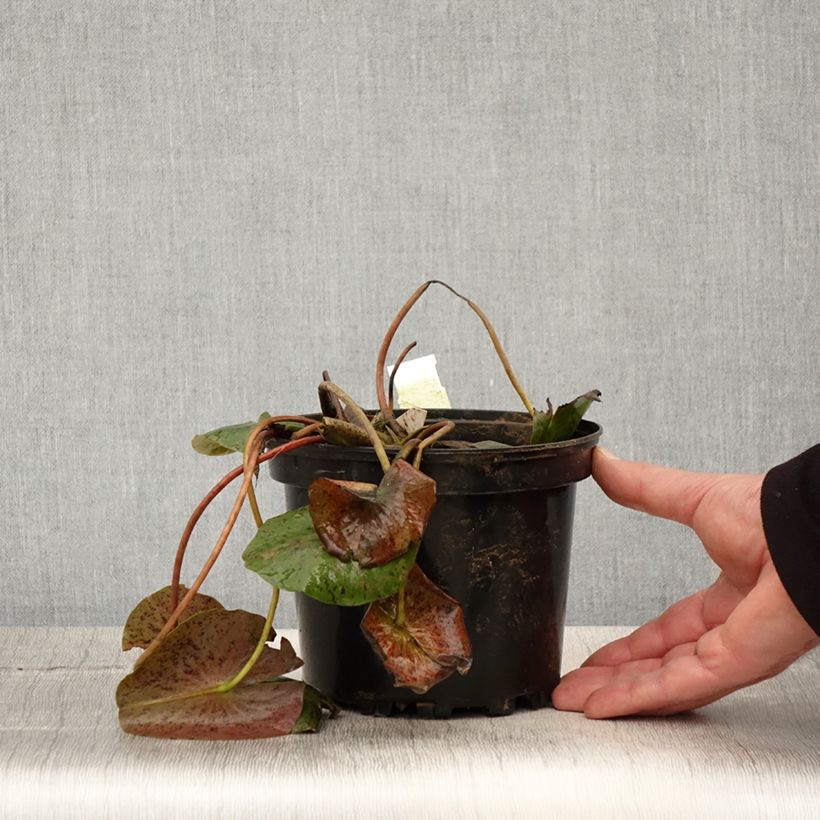 Nenúfar Hal Miller - Nymphaea Maceta 1,5L/2L Ejemplar entregado en la primavera