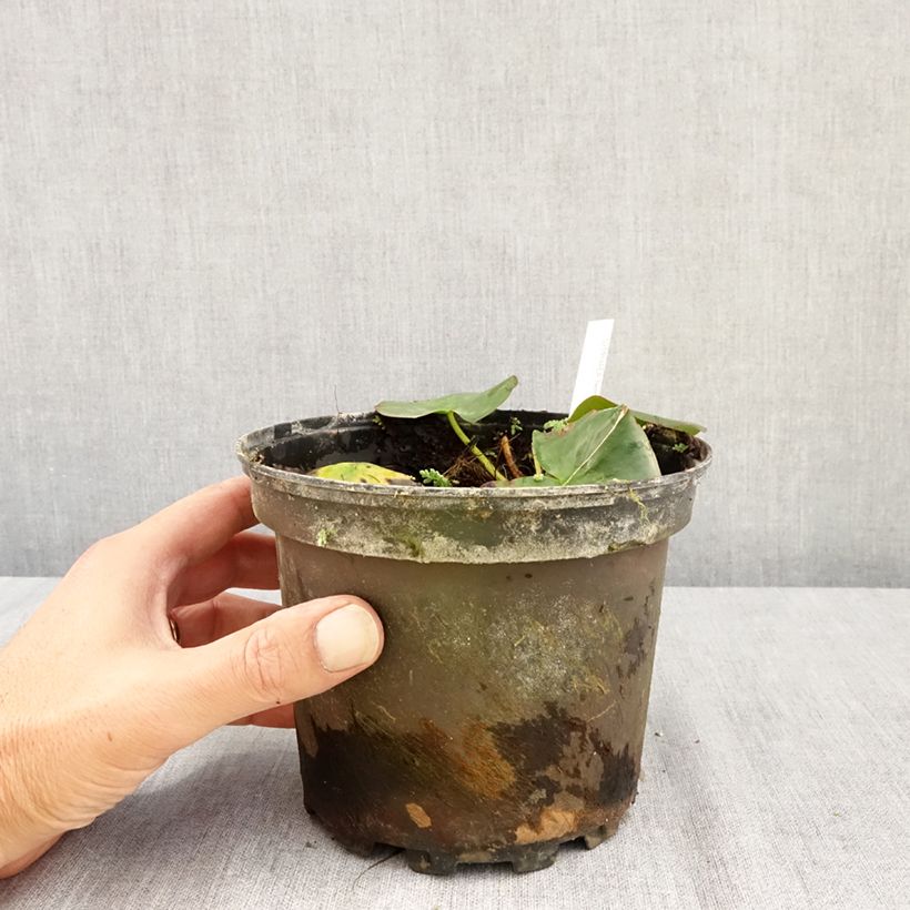 Ejemplar de Nenúfar Hermine - Nymphaea Maceta 1,5L/2L entregado en verano