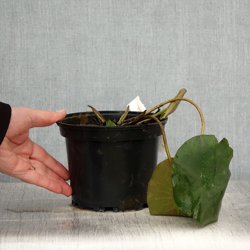 Nenúfar Hermine - Nymphaea Maceta 1,5L/2L Ejemplar entregado en la primavera