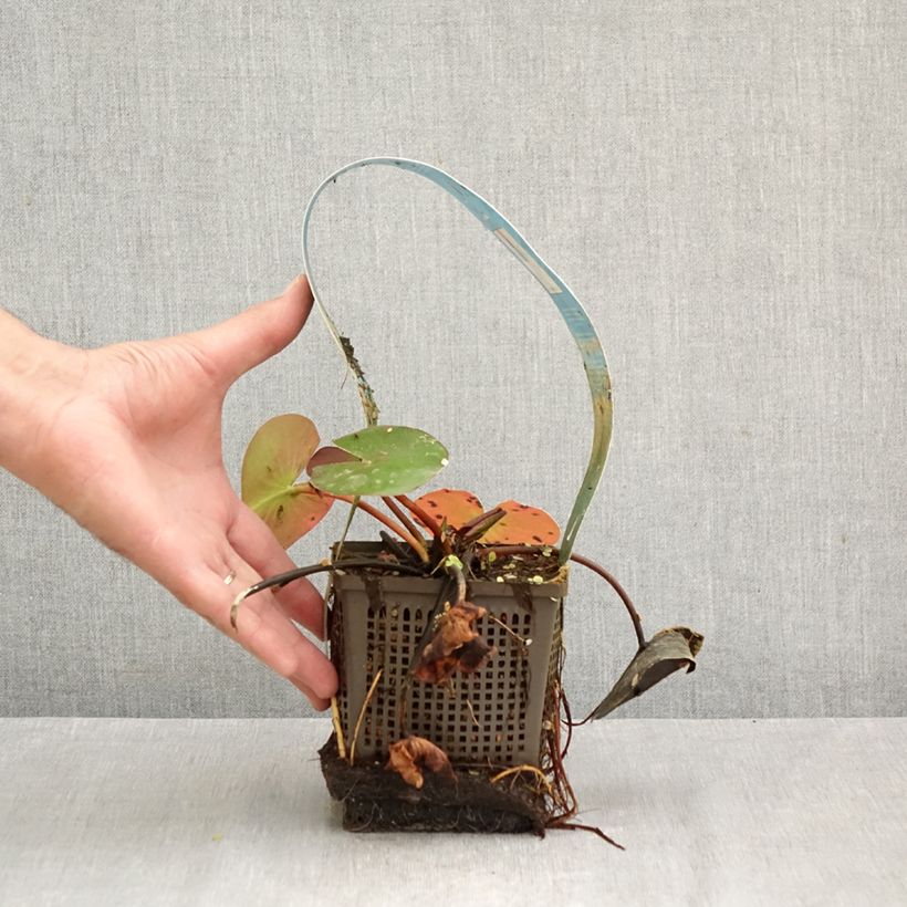 Ejemplar de Nenúfar Hollandia - Nymphaea Maceta 1L/1,5L entregado en otoño
