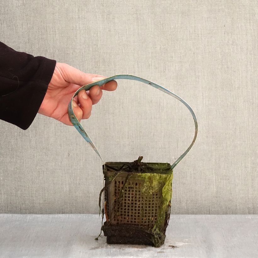 Nenúfar Hollandia - Nymphaea Maceta 1L/1,5L Ejemplar entregado en invierno