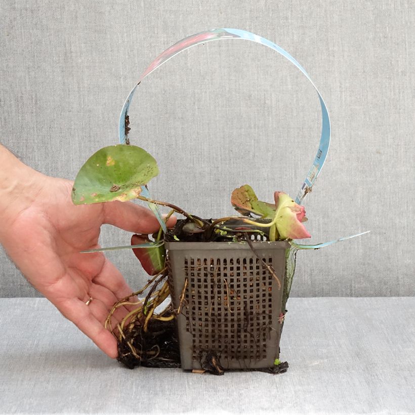 Ejemplar de Nenúfar James Brydon - Nymphaea Maceta 1L/1,5L entregado en otoño