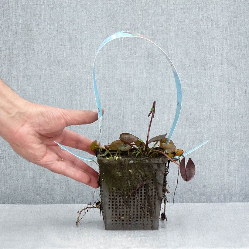 Ejemplar de Nenúfar James Brydon - Nymphaea Maceta 1L/1,5L entregado en verano