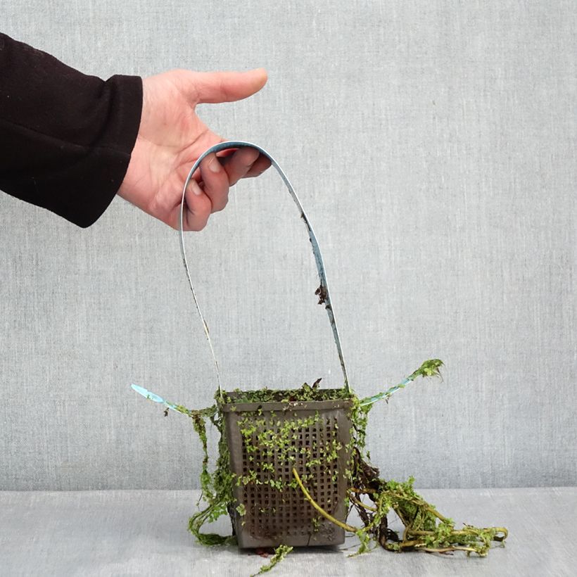 Nenúfar James Brydon - Nymphaea Maceta 1L/1,5L Ejemplar entregado en invierno