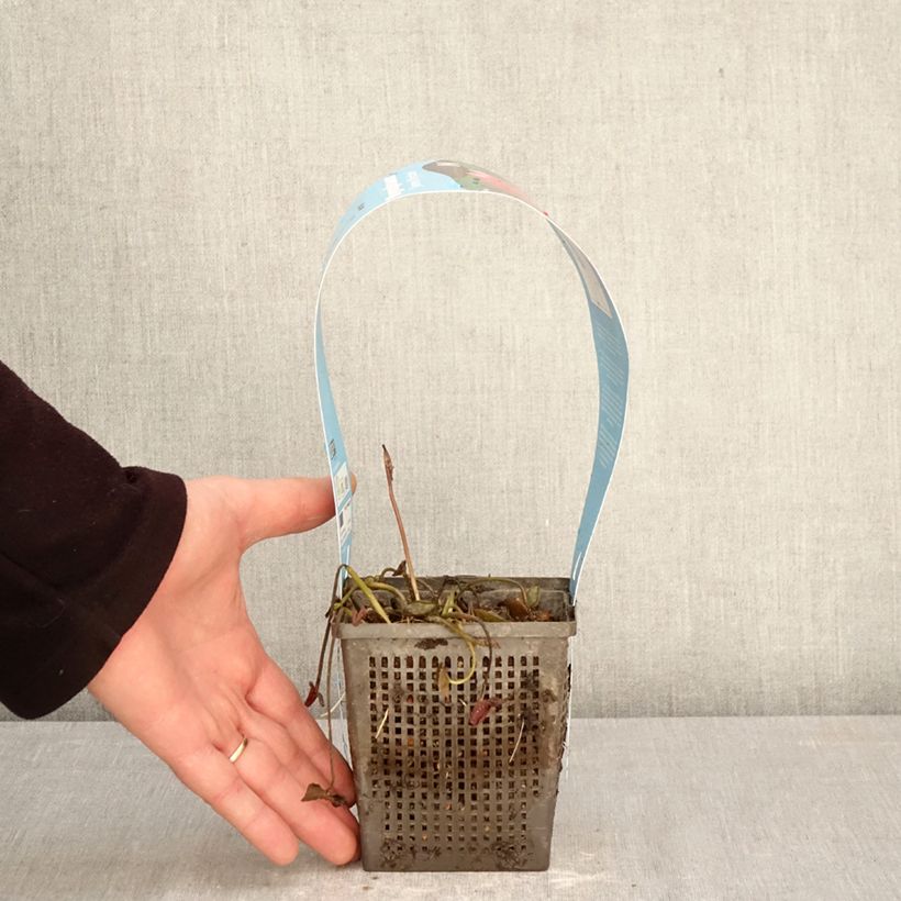 Nenúfar James Brydon - Nymphaea Maceta 1L/1,5L Ejemplar entregado en la primavera