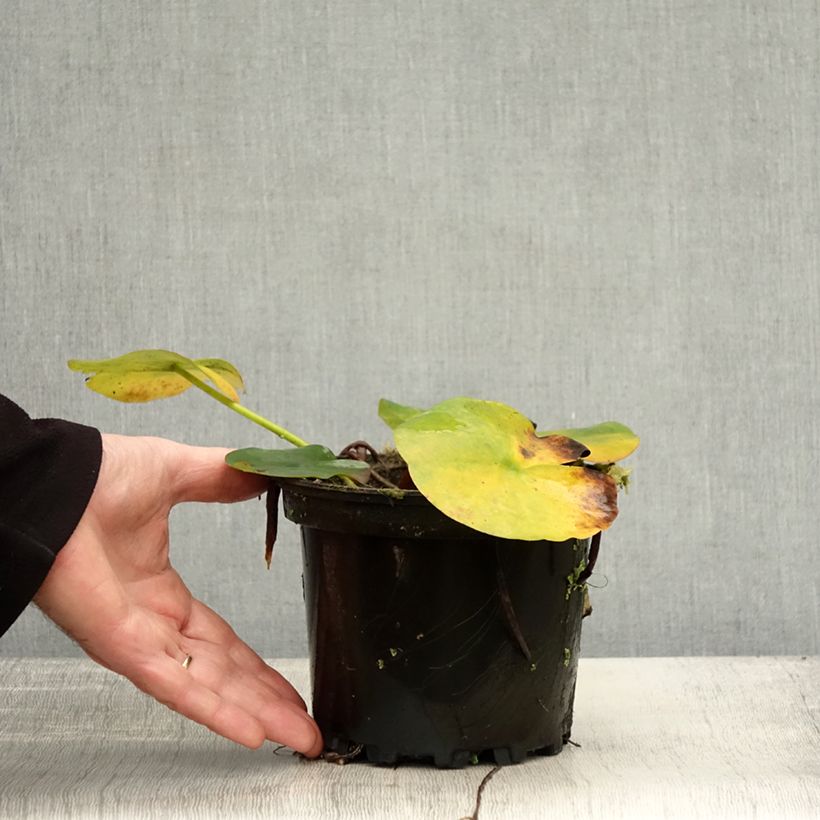 Ejemplar de Nenúfar Jean de la Marsalle - Nymphaea Maceta 1,5L/2L entregado en otoño