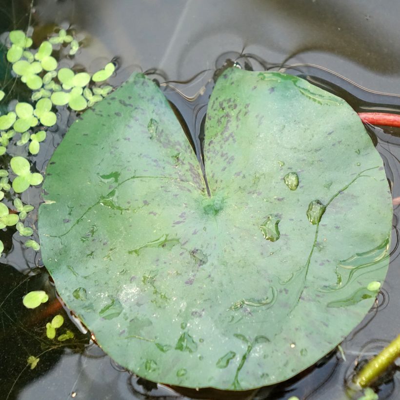 Nenúfar Joey Tomocik - Nymphaea (Follaje)