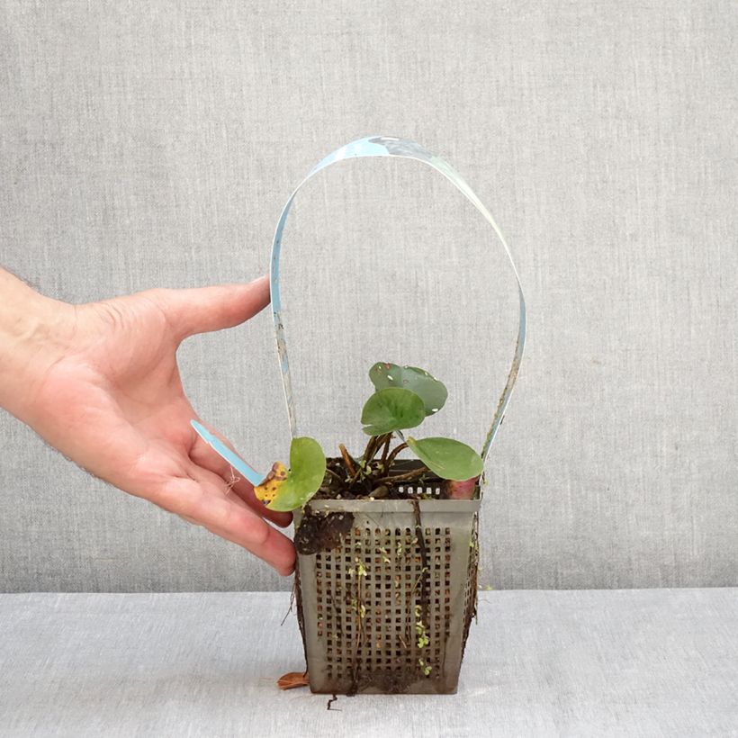 Ejemplar de Nenúfar Joey Tomocik - Nymphaea Maceta 1L/1,5L entregado en otoño