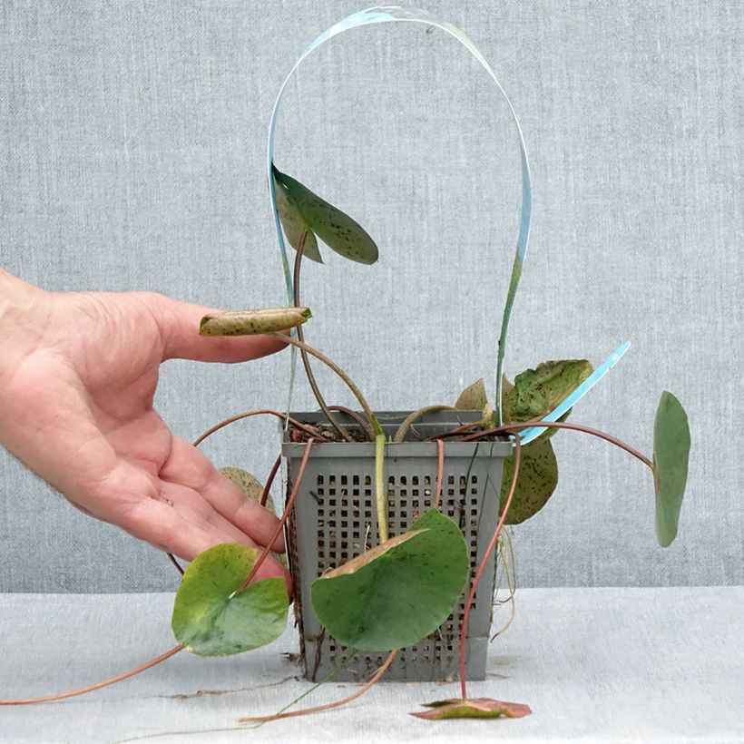 Ejemplar de Nenúfar Joey Tomocik - Nymphaea Maceta 1L/1,5L entregado en verano