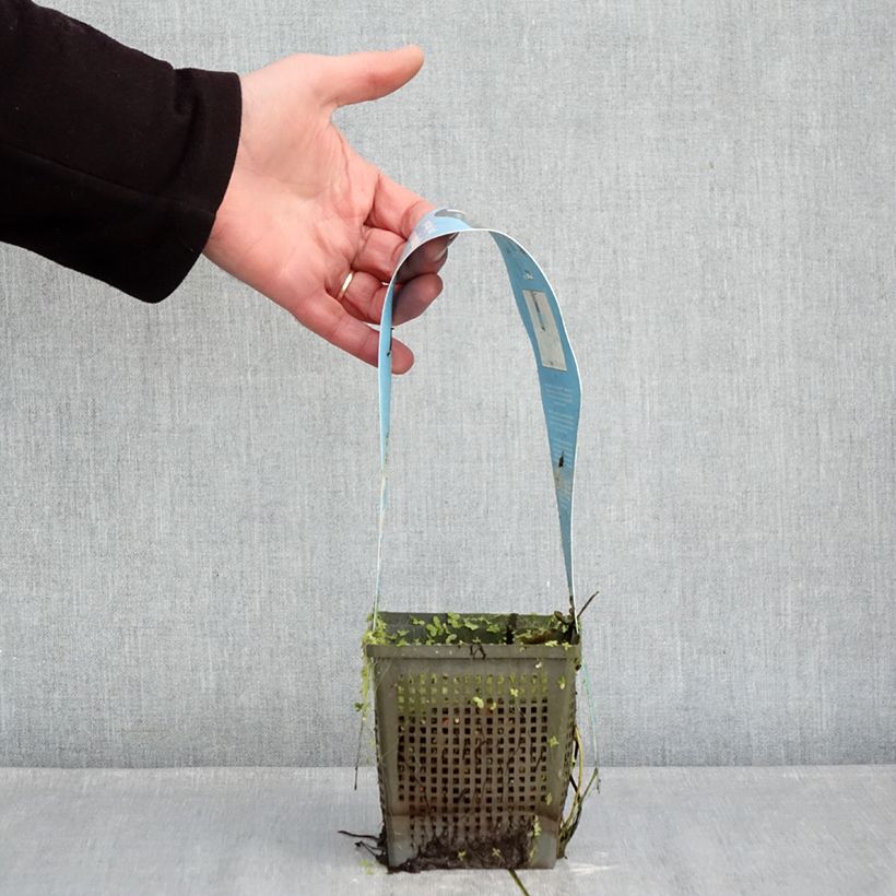 Nenúfar Joey Tomocik - Nymphaea Maceta 1L/1,5L Ejemplar entregado en invierno