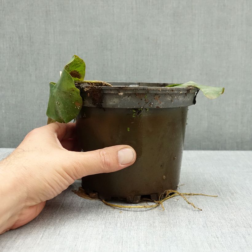 Ejemplar de Nenúfar Lactea - Nymphaea Maceta 1,5L/2L entregado en otoño