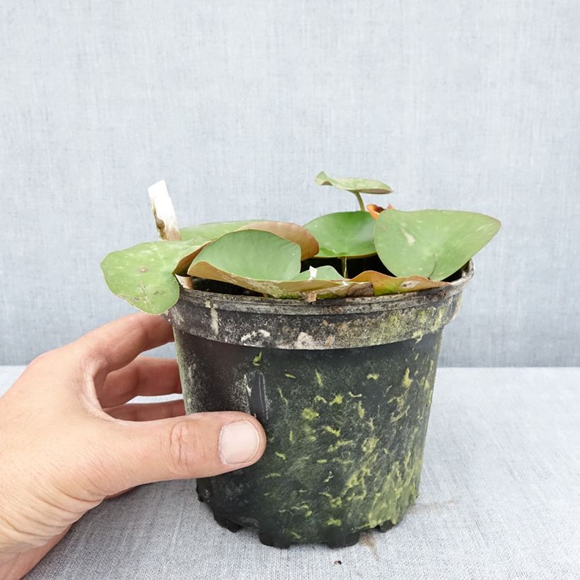 Ejemplar de Nymphaea Lactea - Nénuphar rustique blanc Pot de 1,5L/2L entregado en verano