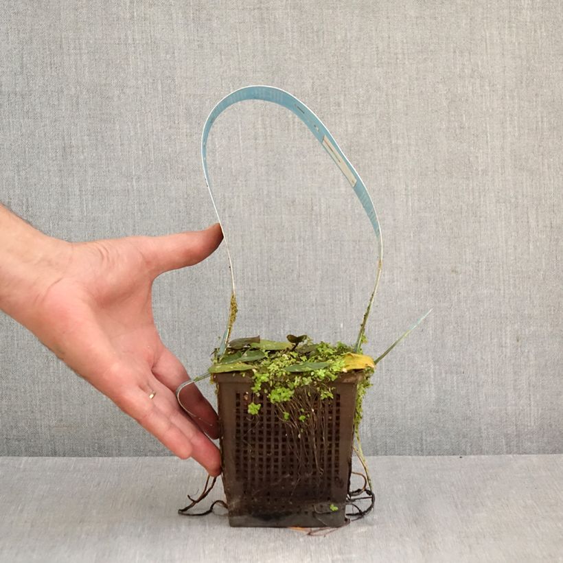 Ejemplar de Nenúfar Laydekeri Liliacea - Nymphaea Maceta 1L/1,5L entregado en otoño