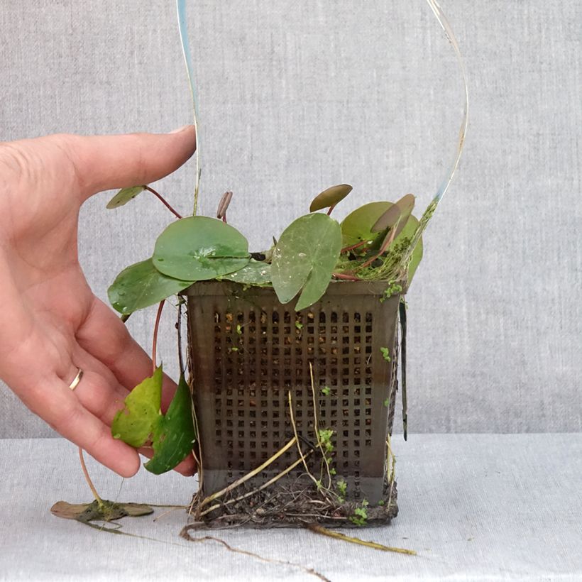 Ejemplar de Nenúfar Laydekeri Liliacea - Nymphaea Maceta 1L/1,5L entregado en verano