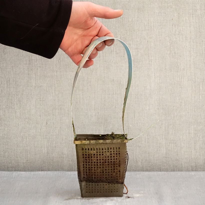 Nenúfar Laydekeri Liliacea - Nymphaea Maceta 1L/1,5L Ejemplar entregado en invierno