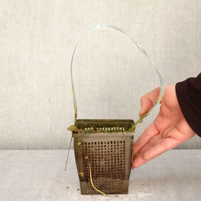 Nenúfar Laydekeri Liliacea - Nymphaea Maceta 1L/1,5L Ejemplar entregado en la primavera