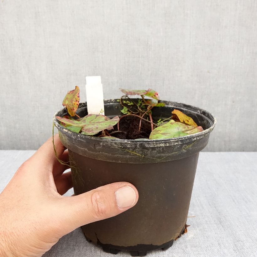 Ejemplar de Nenúfar Lemon Chiffon - Nymphaea Maceta 1,5L/2L entregado en otoño