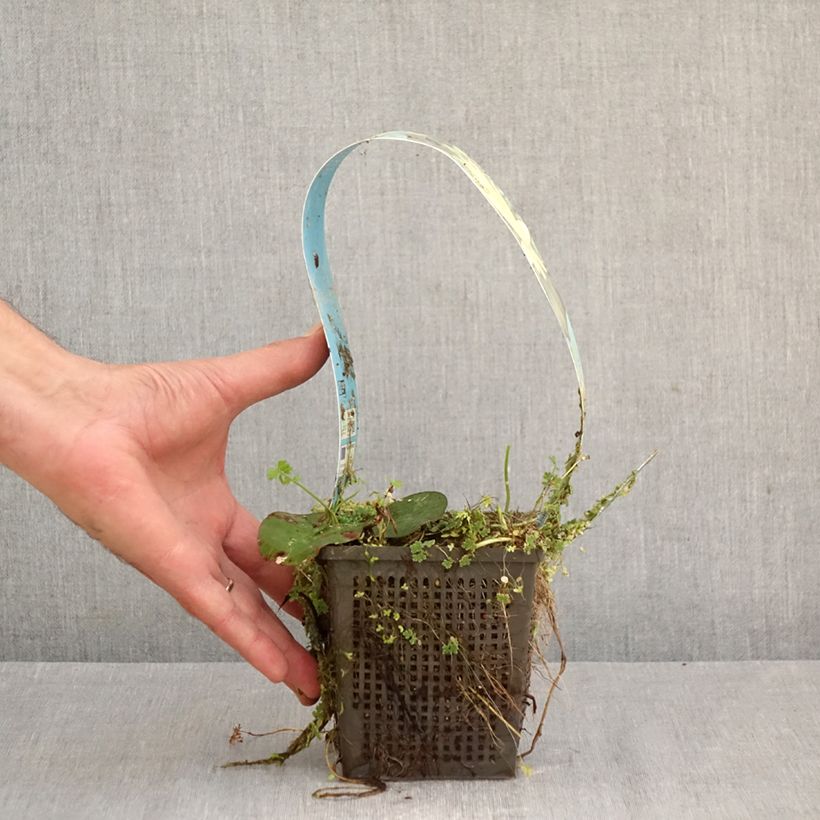 Nenúfar Lemon Mist - Nymphaea Maceta 1L/1,5L Ejemplar entregado en la primavera