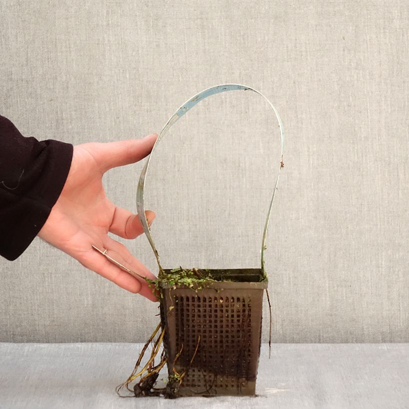 Nenúfar Lemon Mist - Nymphaea Maceta 1L/1,5L Ejemplar entregado en invierno