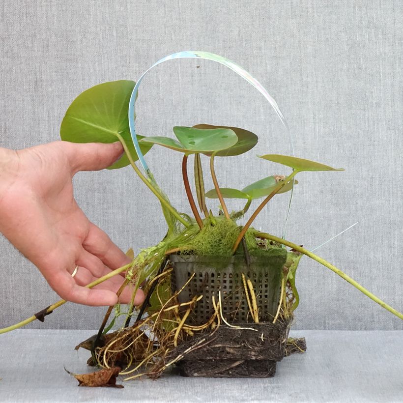 Ejemplar de Nenúfar Madame Wilfron Gonnère - Nymphaea Maceta 1L/1,5L entregado en verano