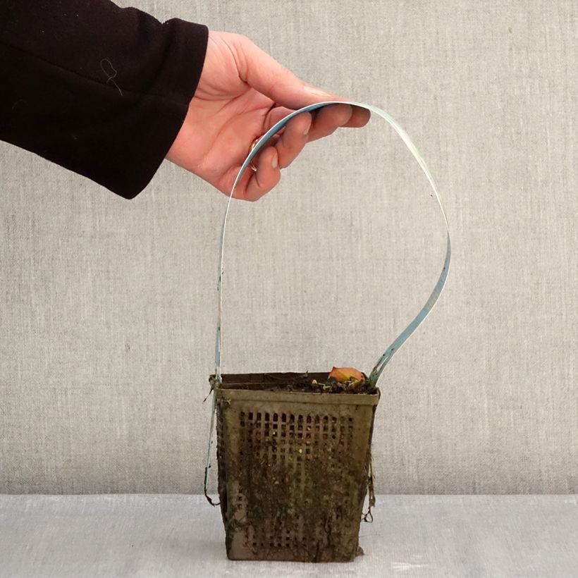 Nenúfar Madame Wilfron Gonnère - Nymphaea Maceta 1L/1,5L Ejemplar entregado en invierno