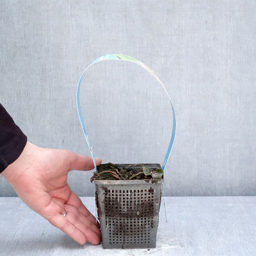 Nenúfar Madame Wilfron Gonnère - Nymphaea Maceta 1L/1,5L Ejemplar entregado en la primavera