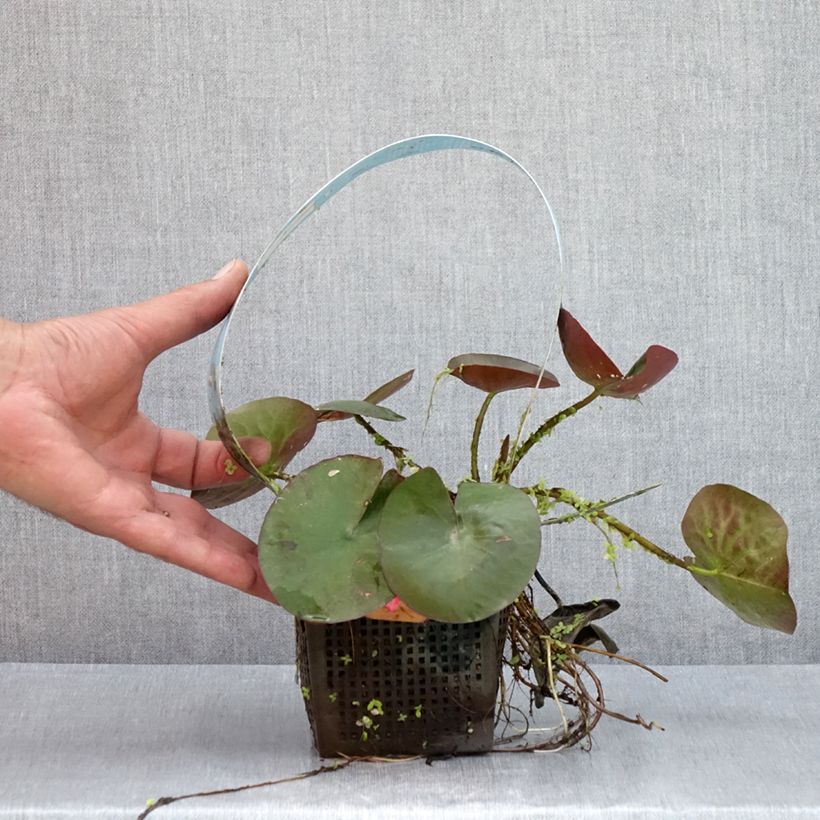 Ejemplar de Nenúfar Mangkala Ubol - Nymphaea Maceta 1L/1,5L entregado en verano