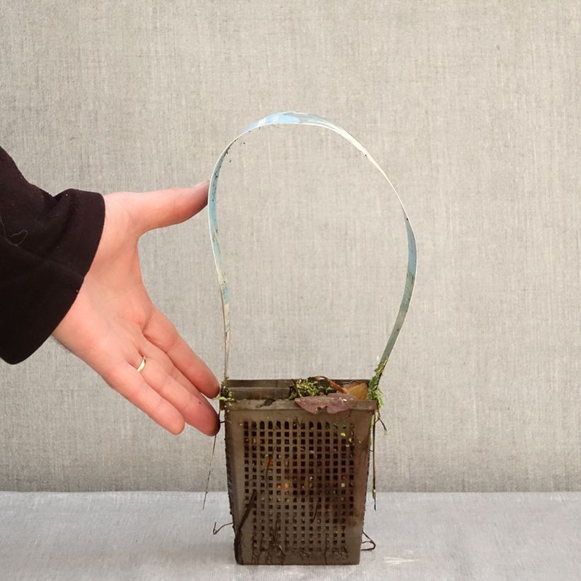 Nenúfar Mangkala Ubol - Nymphaea Maceta 1L/1,5L Ejemplar entregado en invierno